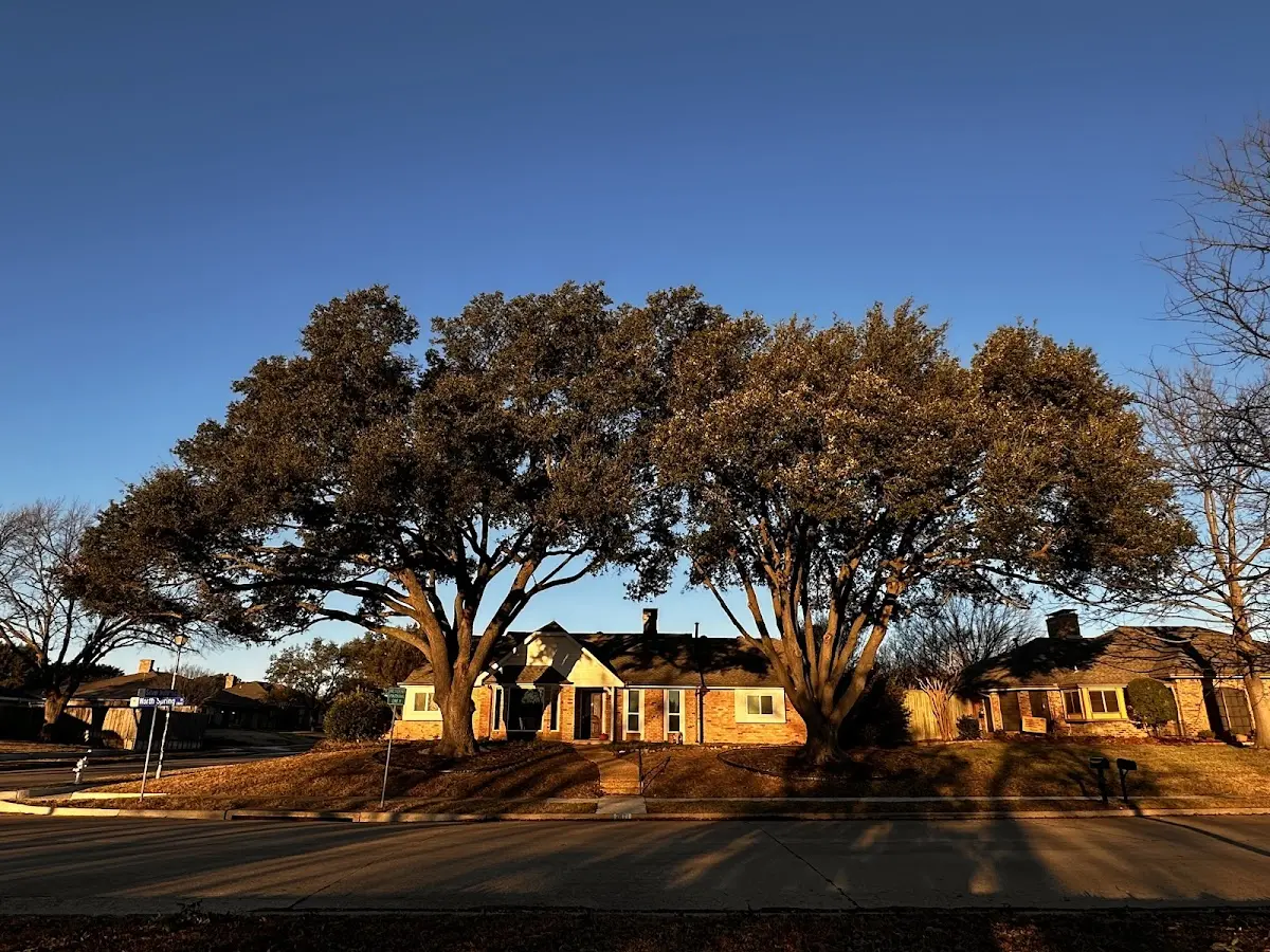 Established residential canopy tree shading a home in Kenansville